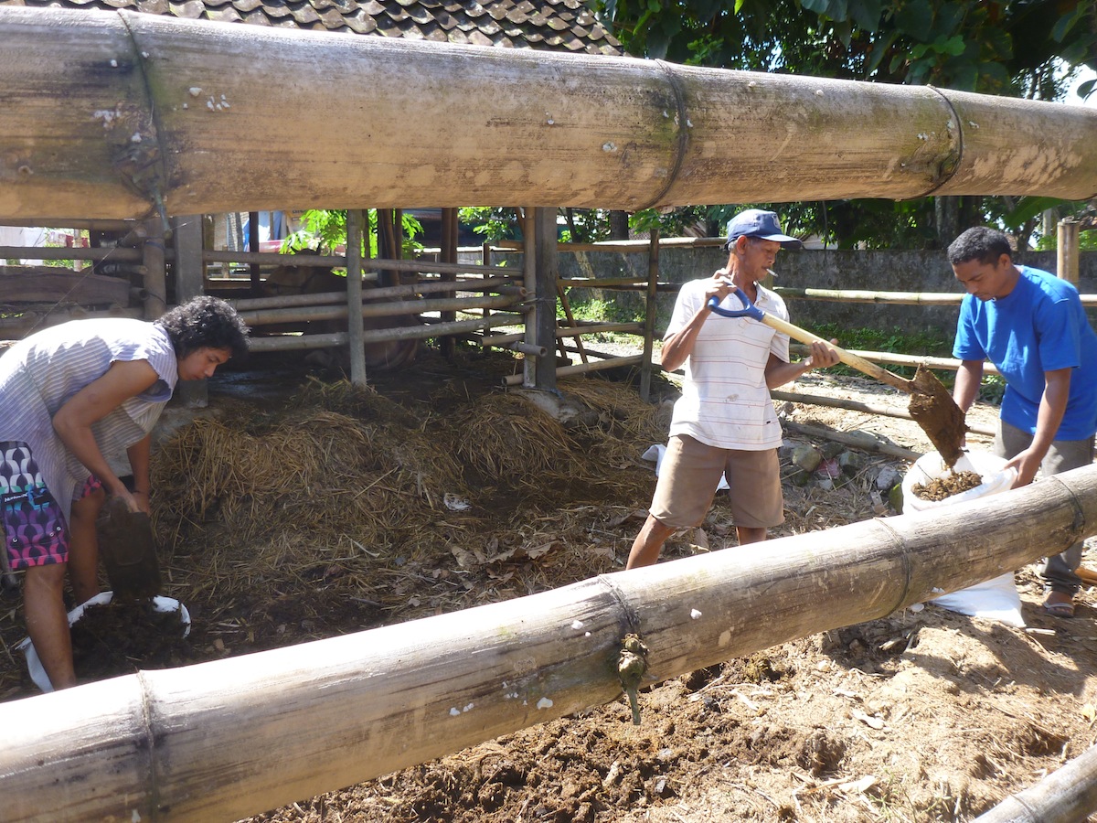 Permablitz activists prefer to use local materials. Here cow dung from a farm in Sleman is being used in the construction of a garden- Rita Dharani 11